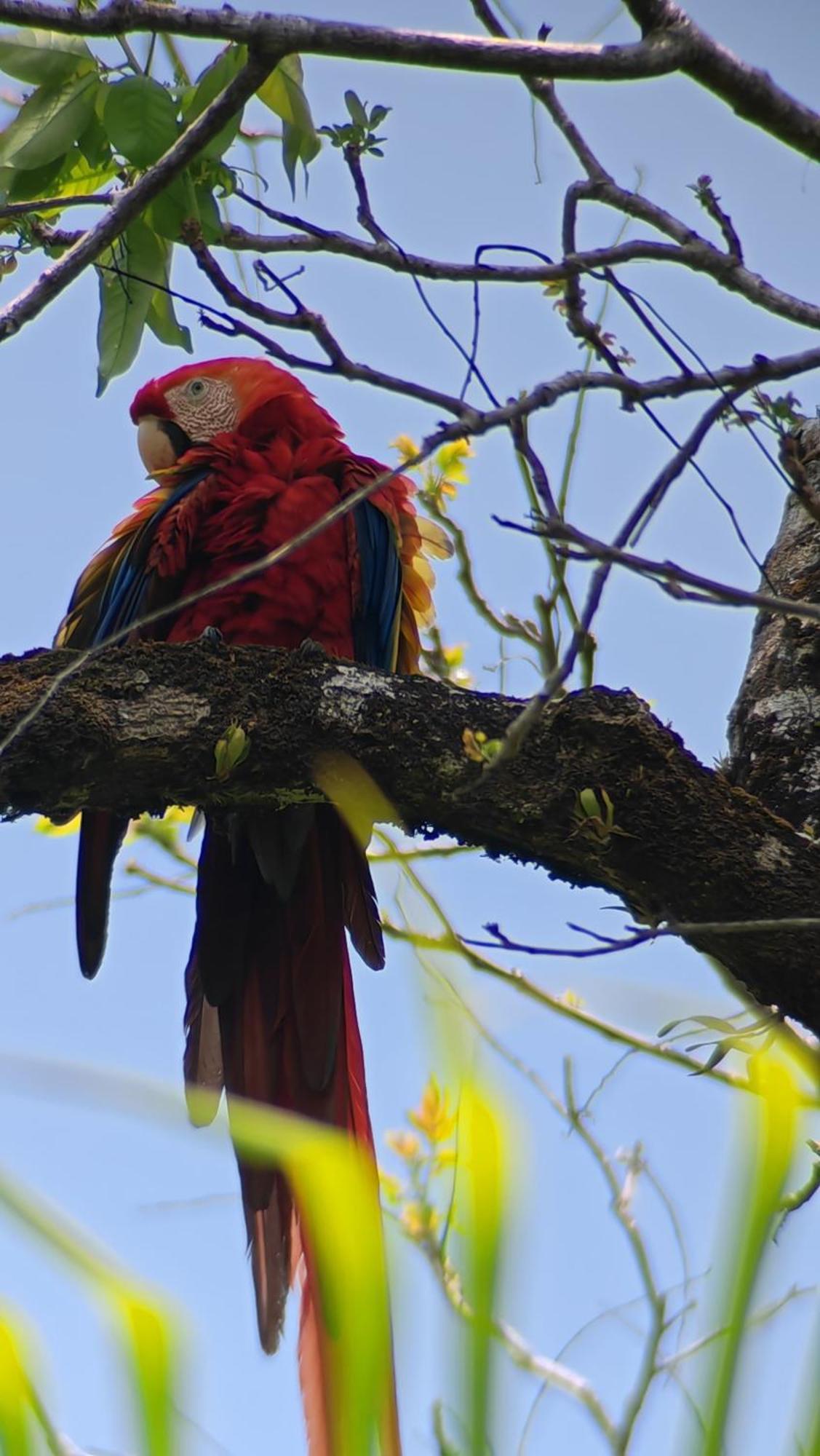 Cabinas Corcovado Green Parrot, Los Planes Drake Drakes Bay Pokoj fotografie
