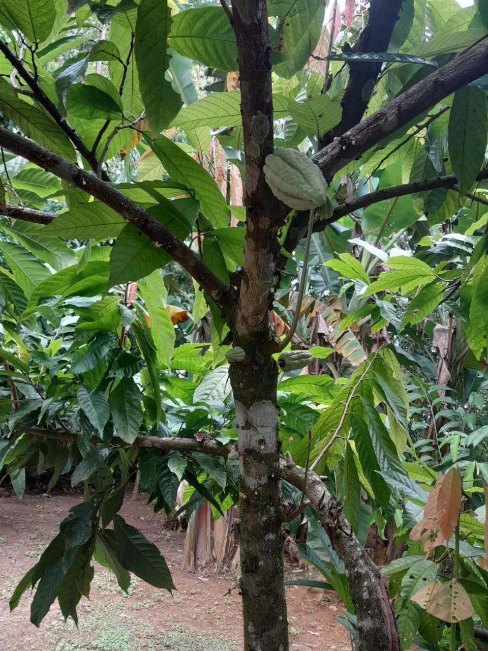 Cabinas Corcovado Green Parrot, Los Planes Drake Drakes Bay Exteriér fotografie