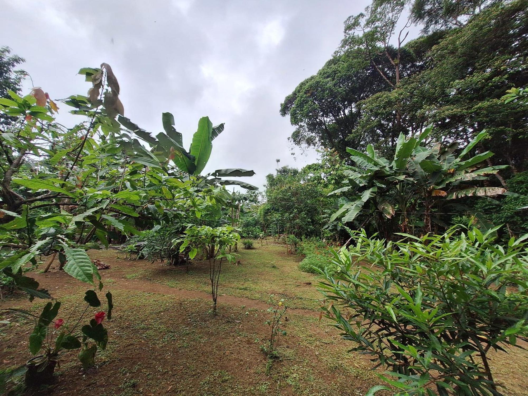 Cabinas Corcovado Green Parrot, Los Planes Drake Drakes Bay Exteriér fotografie